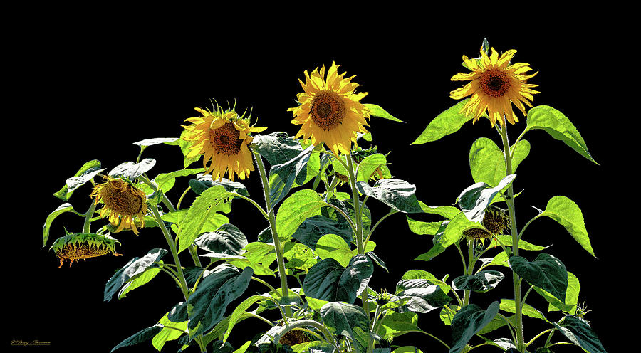 Backlit Sunflowers Photograph by Marty Saccone