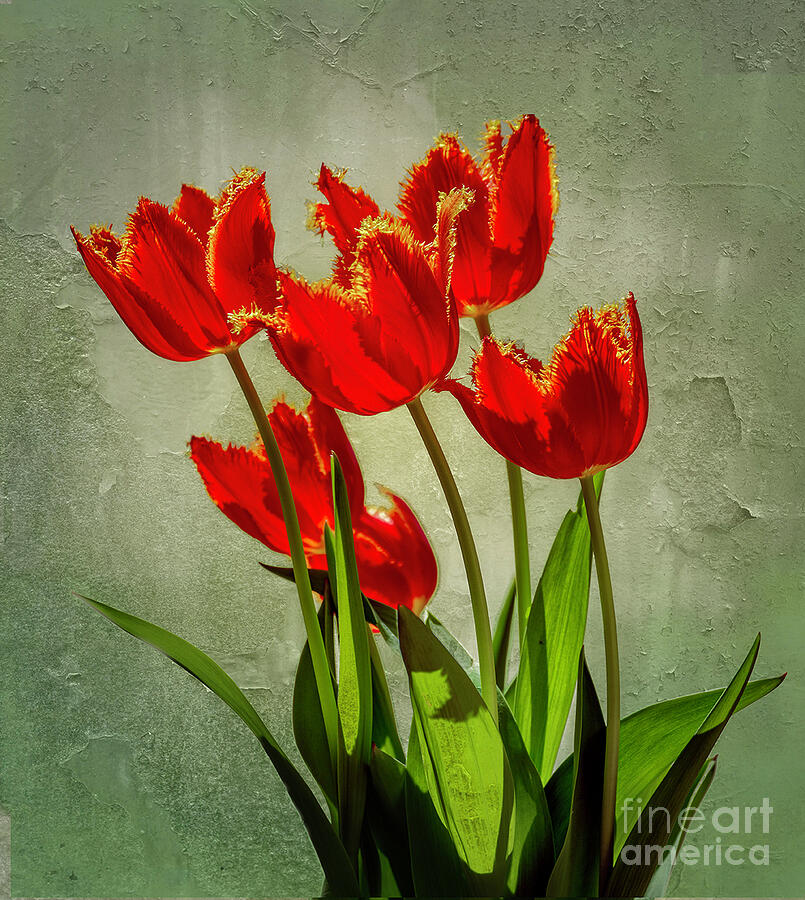 Backlit Tulips Photograph by Ann Jacobson
