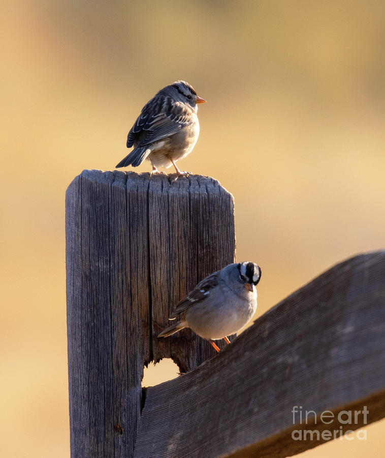 Backlit Vesper Sparrow In The Morning Photograph