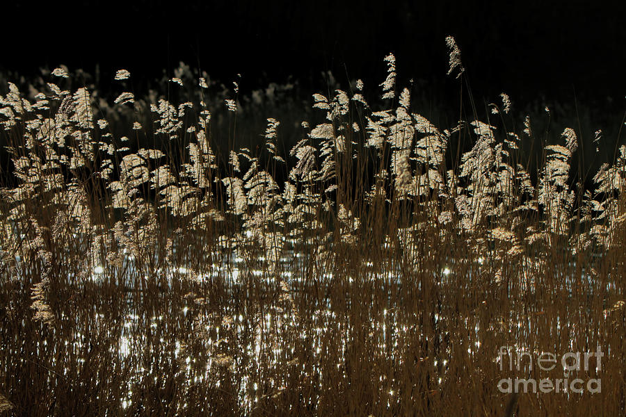 Backlit water reeds Photograph by Stephen Melia