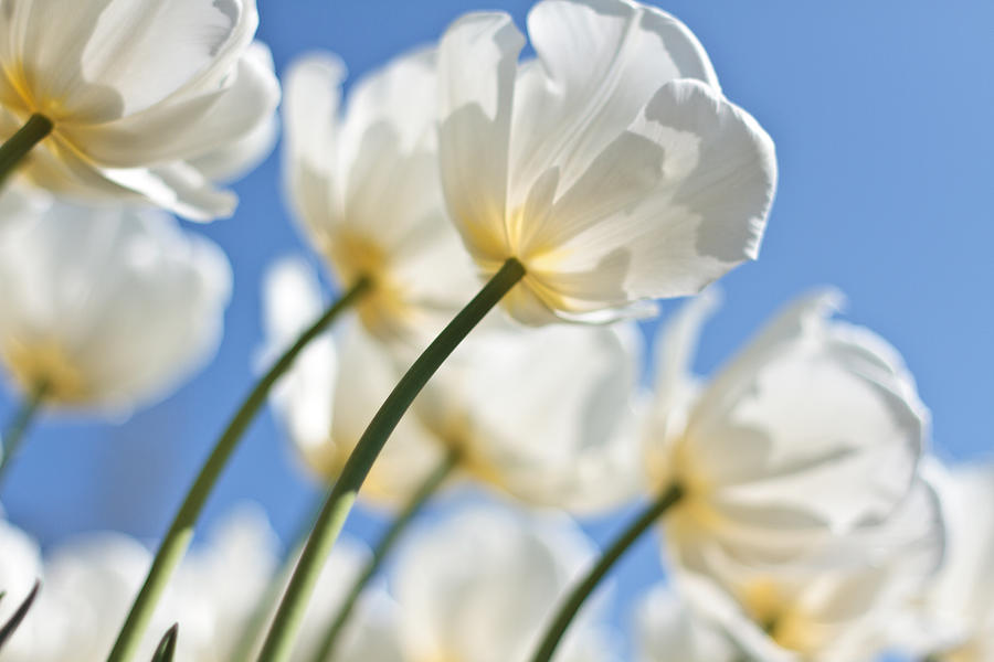 Backlit white tulips Photograph by s0ulsurfing - Jason Swain