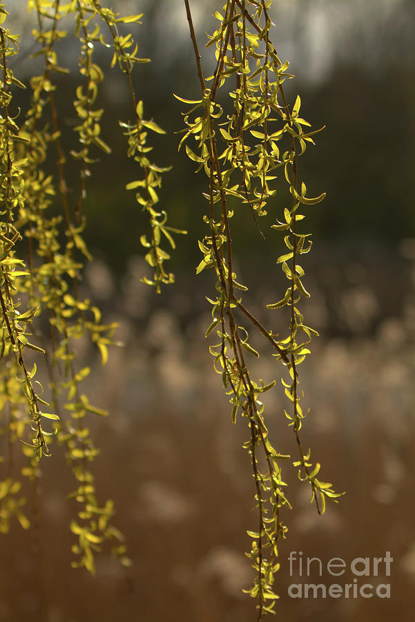 Backlit Willow Photograph by Stephen Melia