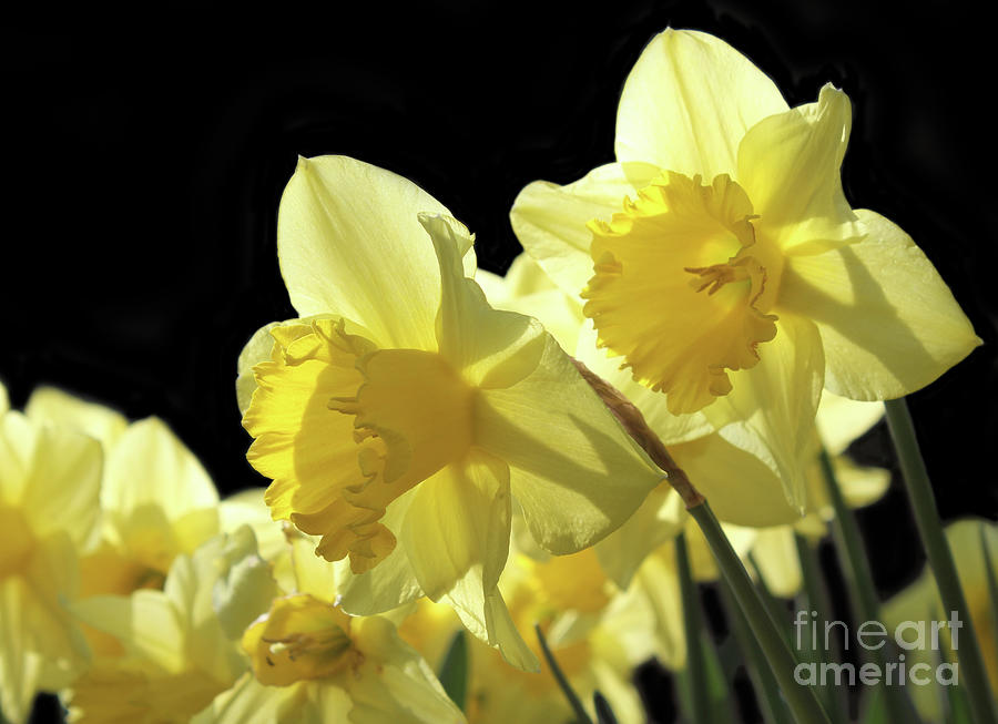 Backlit Yellow King Alfred Daffodils Photograph by Imladris Images Pixels