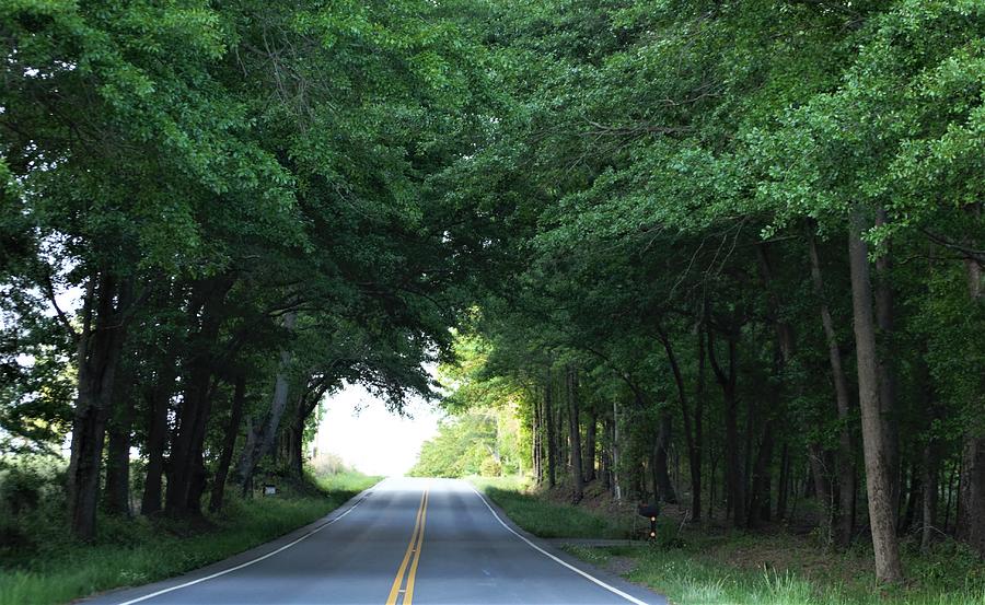 Backroads Canopy Photograph by Mike Helland