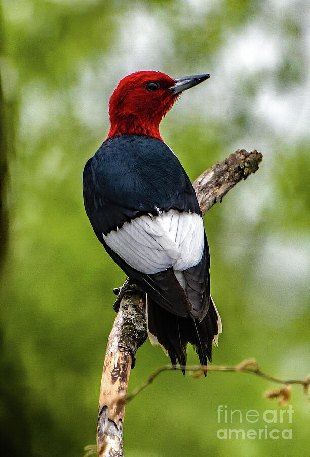 Backside Of A Red-headed Woodpecker Photograph