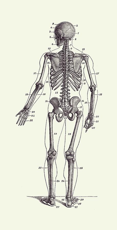 Backward Facing Skeletal Diagram - Vintage Anatomy Print 2 Drawing by Vintage Anatomy Prints