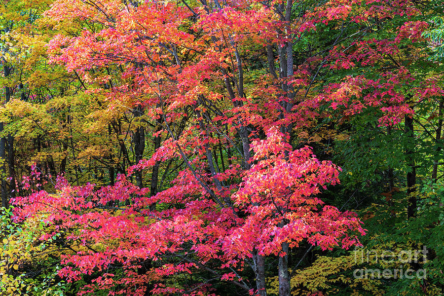 Backyard Autumn Foliage Photograph by Alan L Graham