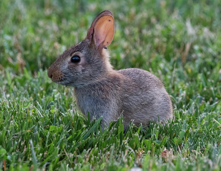 Backyard Baby Bunny Photograph by Chad Meyer - Fine Art America