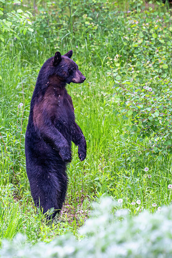 Nature Photograph - Backyard Bear by Paul Freidlund
