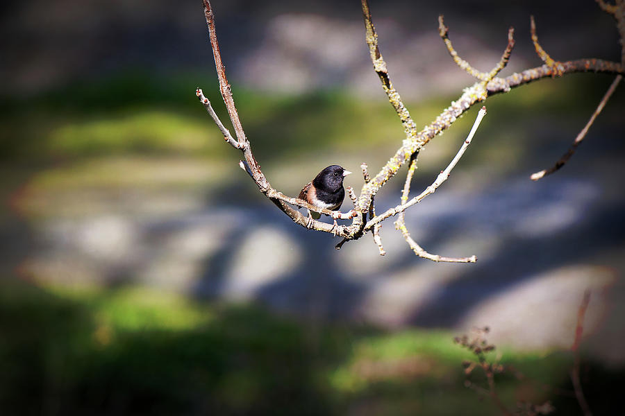 Backyard Bird On An Oak Tree Branch Photograph