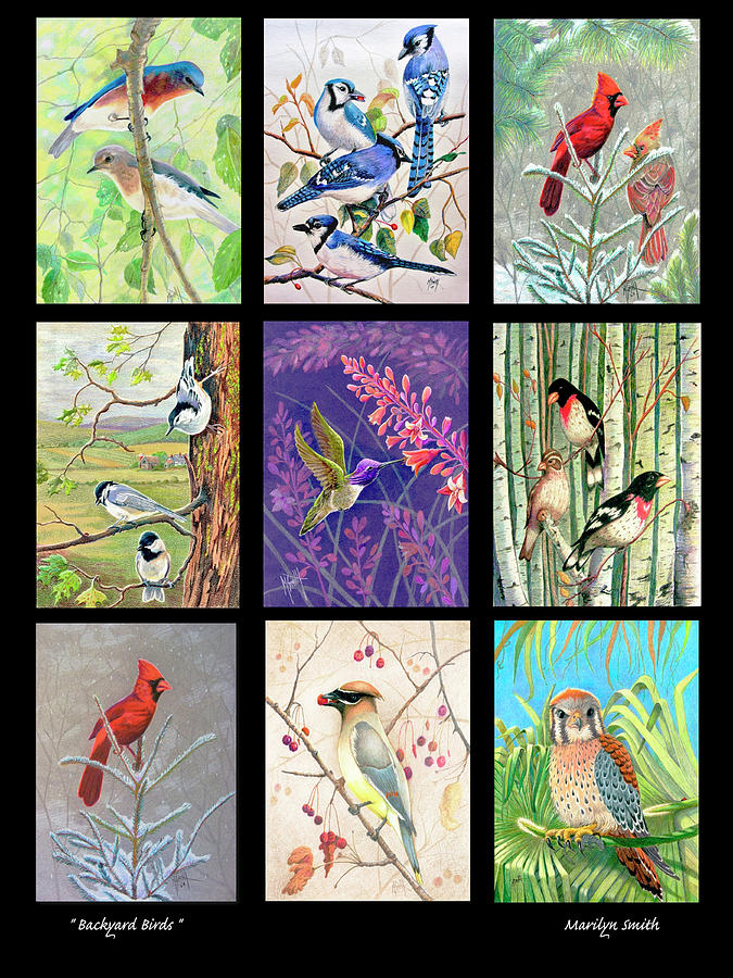 Backyard Birds Poster Drawing by Marilyn Smith