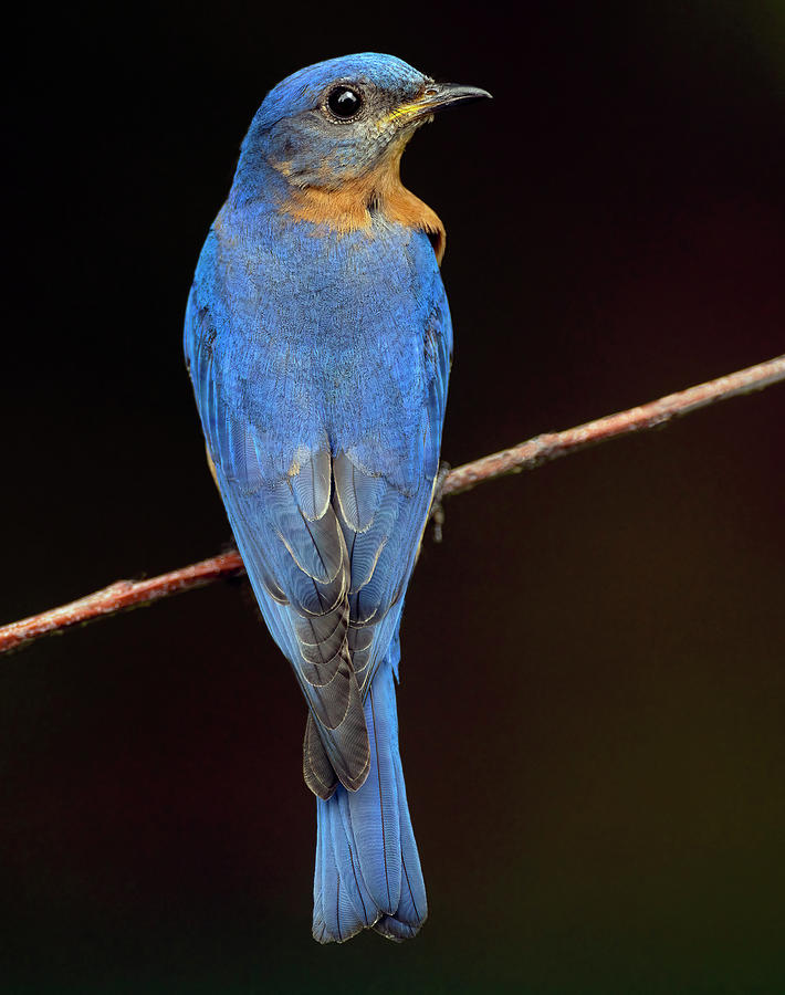 Backyard Bluebird Photograph by Art Cole
