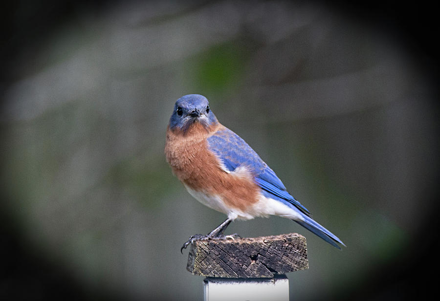 Backyard Bluebird Photograph by John Black