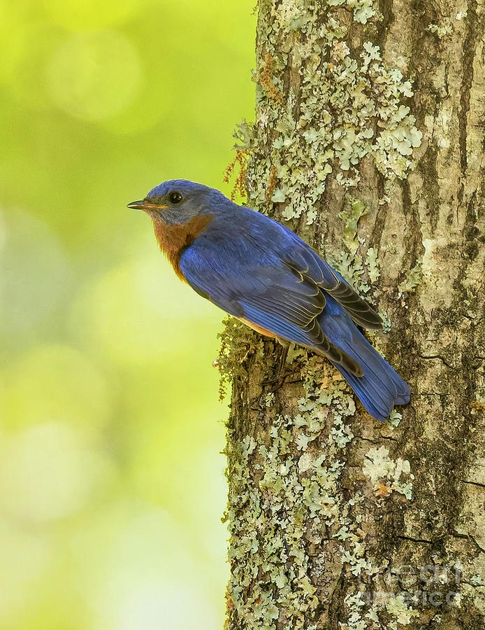 Backyard Bluebird Photograph by Michelle Tinger