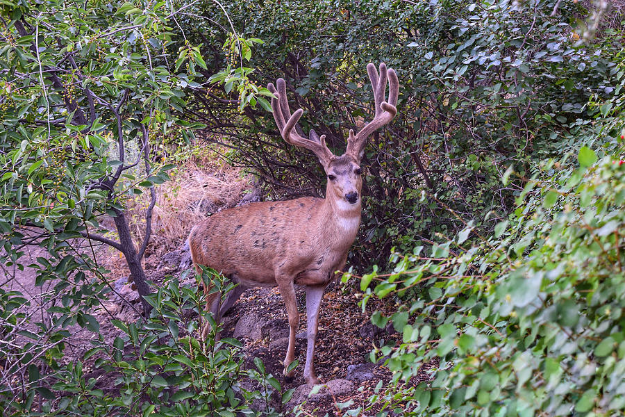 Backyard Buck Photograph by Dana Hardy - Fine Art America