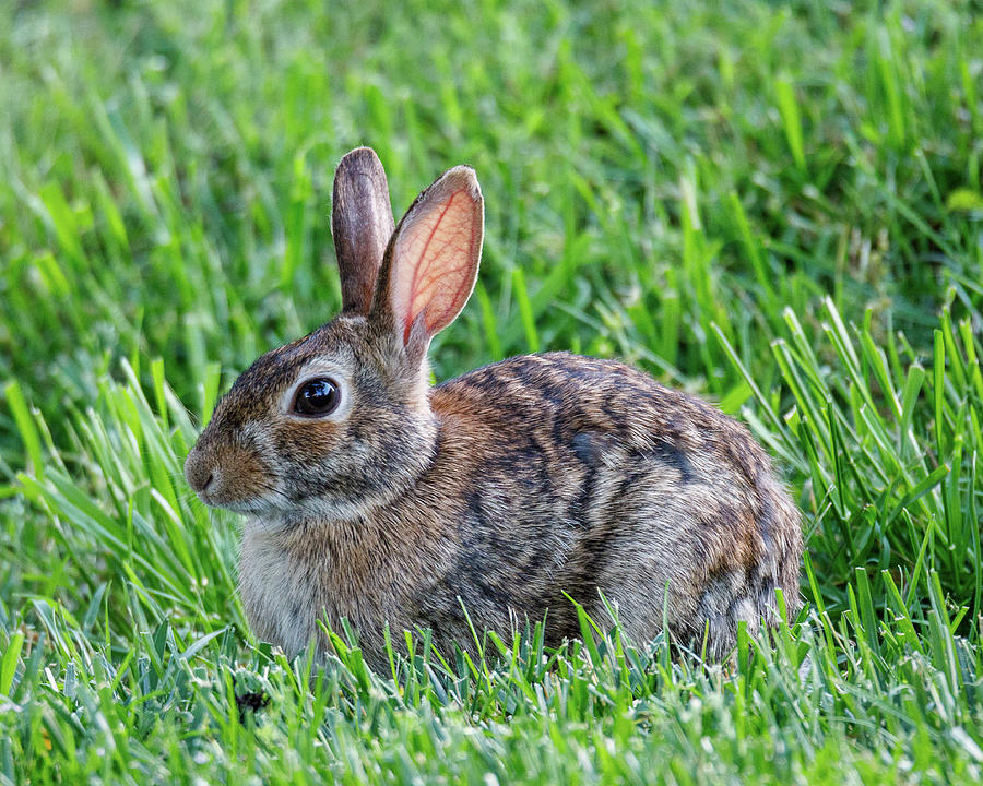 Backyard Bunny Photograph by David Beechum
