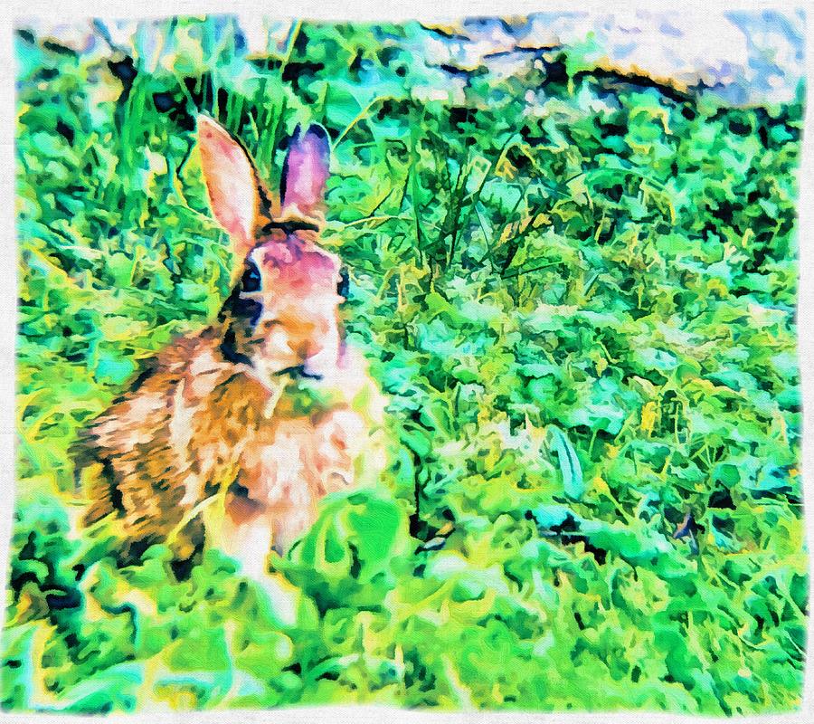 Backyard Bunny Photograph by Eileen Backman