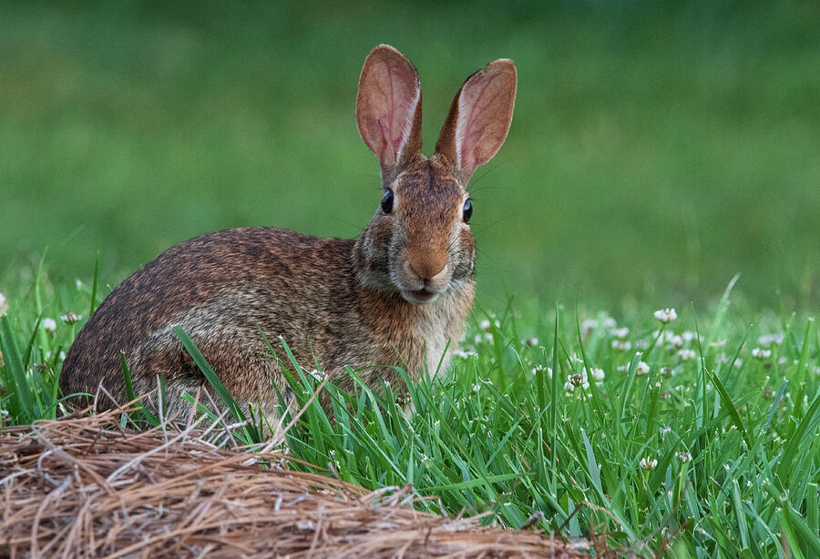 Wildlife Photograph - Backyard Bunny - Look of Surprise by Chad Meyer