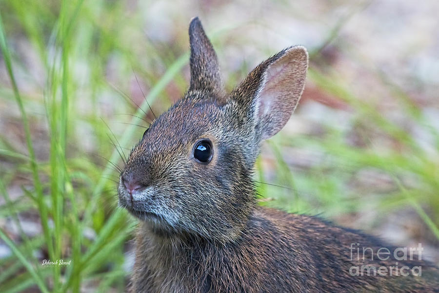 Backyard Bunny Portrait Photograph