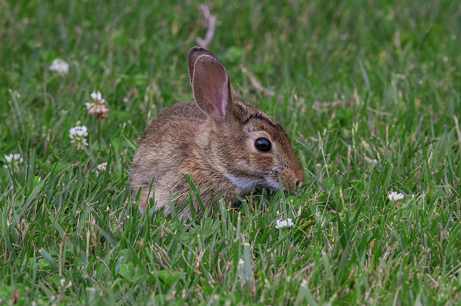 Backyard Bunny - Springtime Photograph by Chad Meyer