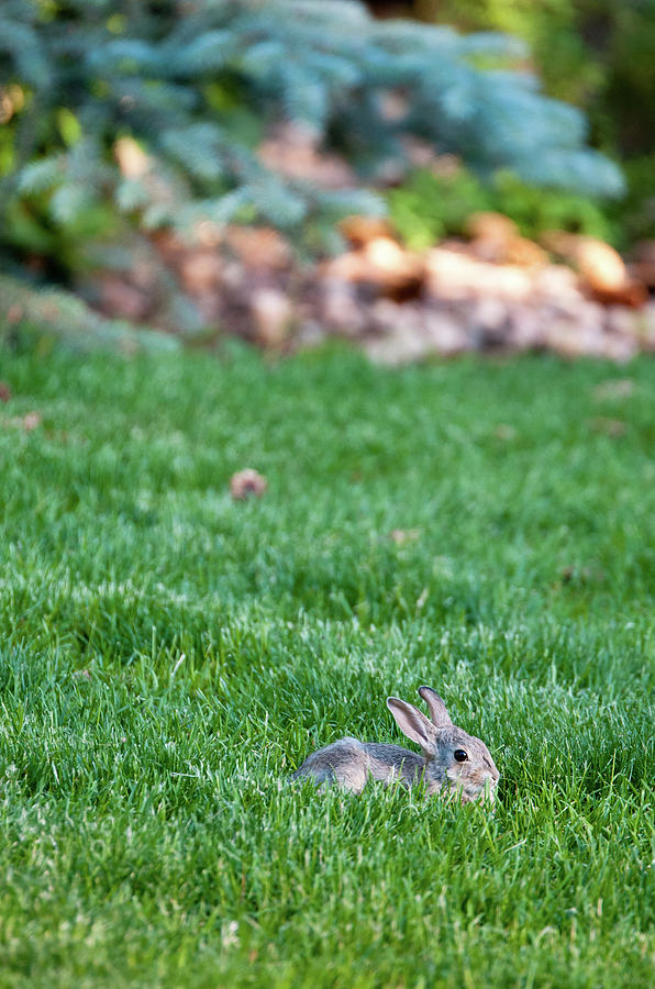 Backyard Bunny Photograph by Tara Krauss