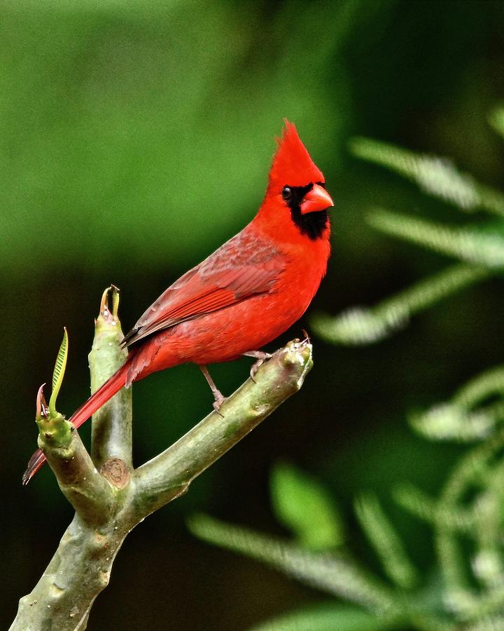 Backyard Cardinal Photograph by Carol Bradley