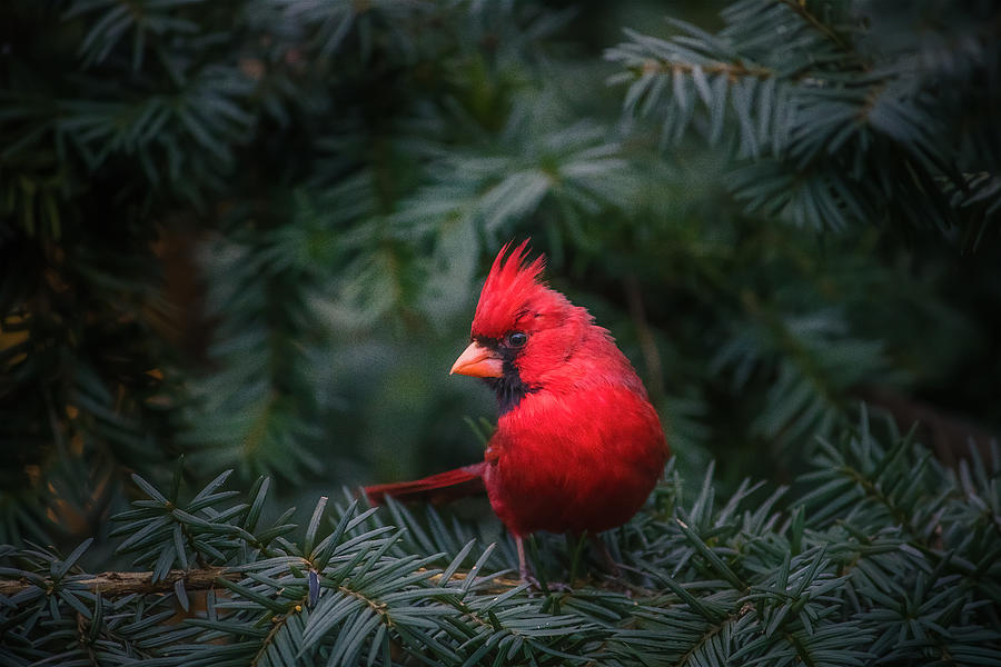 Backyard Cardinal Photograph by Jay Smith