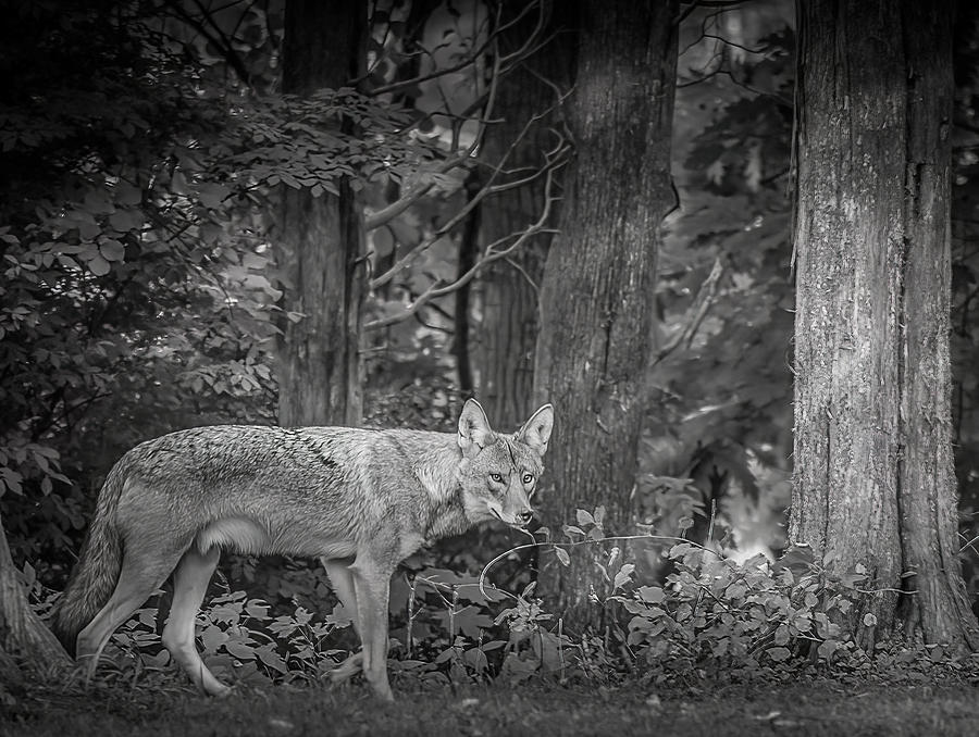 Backyard Coyote Photograph