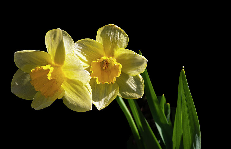 Spring Photograph - Backyard Daffodils by Phil And Karen Rispin