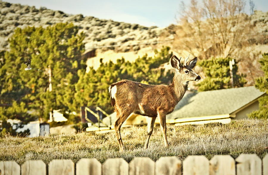Backyard Deer Photograph