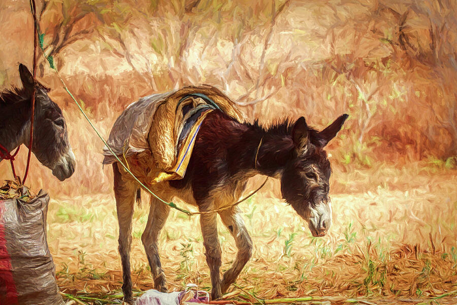 Backyard donkeys Digital Art by Tatiana Travelways