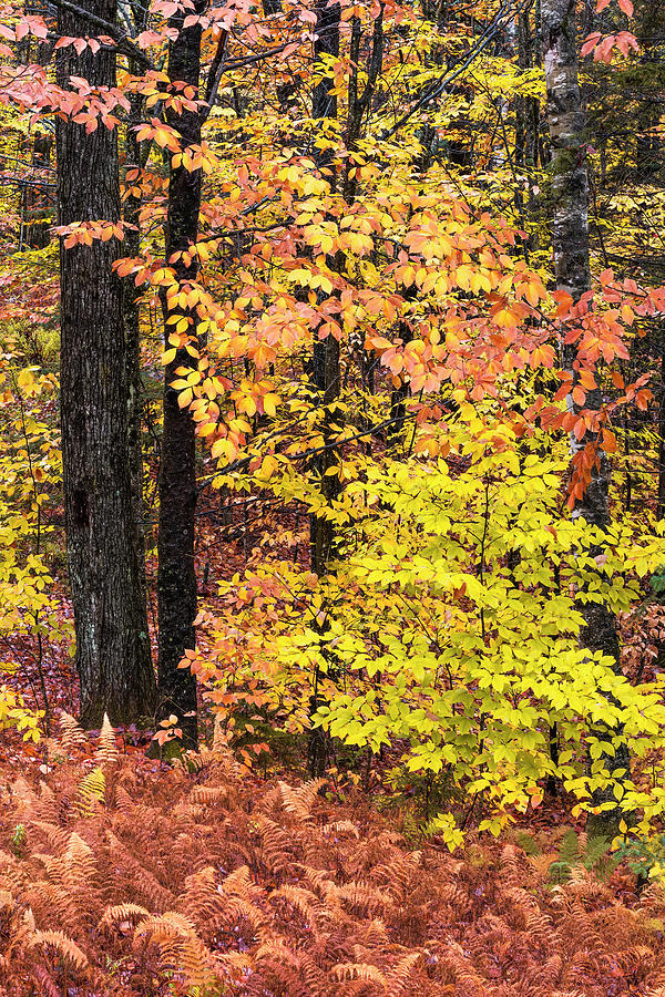 Backyard Fall Color Photograph by Alan L Graham
