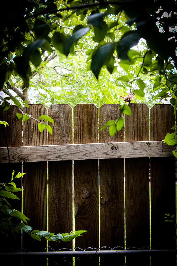 Backyard Fence Bird Photograph by W Craig Photography