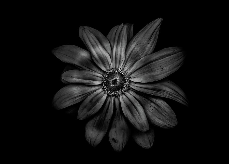 Abstract Photograph - Backyard Flowers In Black And White 34 by Brian Carson