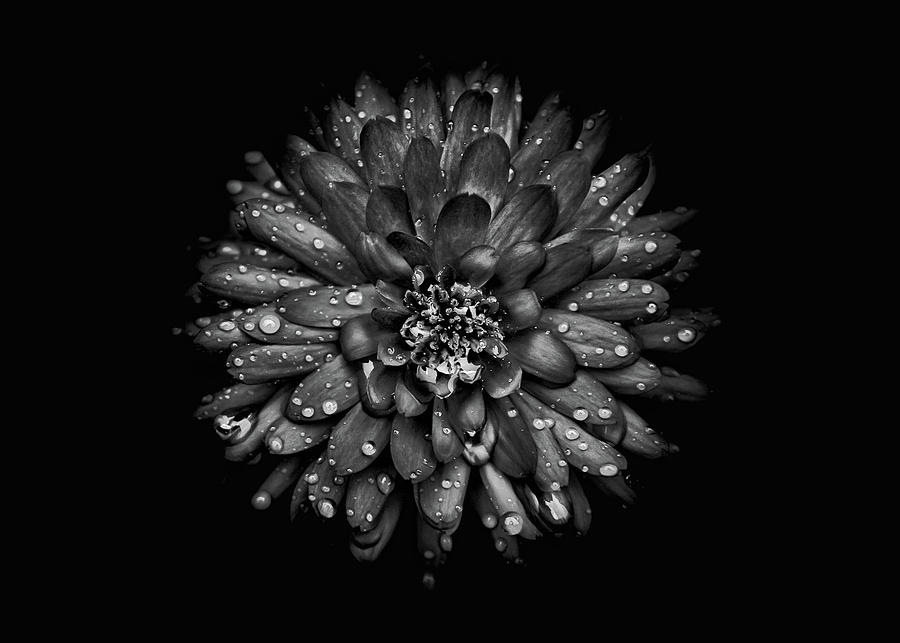 Backyard Flowers In Black And White 45 Photograph