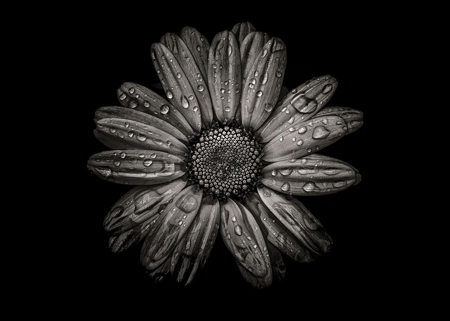 Abstract Photograph - Backyard Flowers In Black And White No 78 by Brian Carson