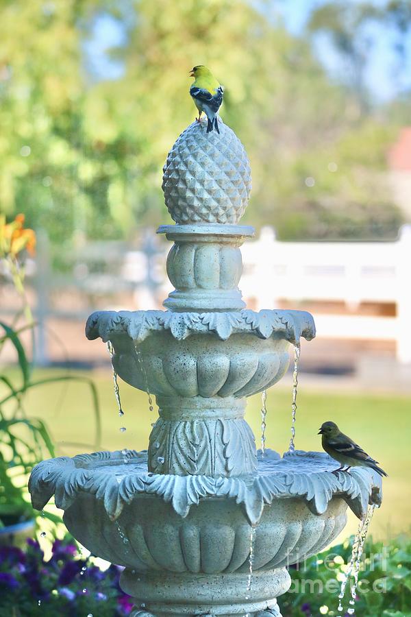 Backyard Fountain with Two Goldfinches Photograph by Carol Groenen