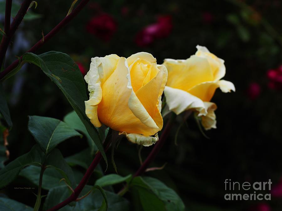 Backyard Gold Roses Photograph by Richard Thomas