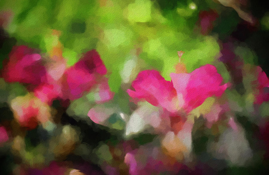 Backyard Hibiscus Abstract Photograph