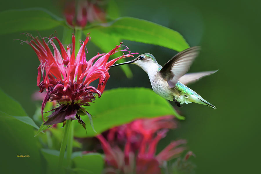 Backyard Hummingbird in Flight Photograph by Christina Rollo