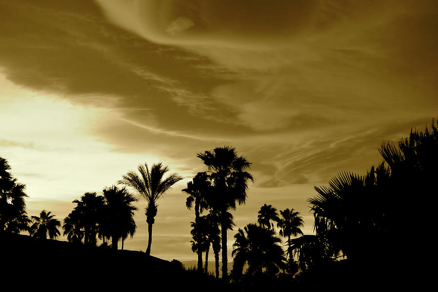 Backyard Sepia Desert Cloud Swirls and Palm Tree Silhouettes Photograph by Bonnie Colgan
