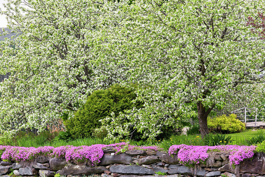 Backyard Spring Blossoms Photograph