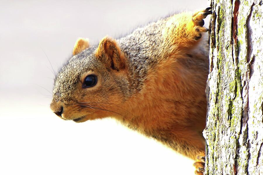 Nature Photograph - Backyard Squirrel Peers Around Tree by Scott Mason Photography