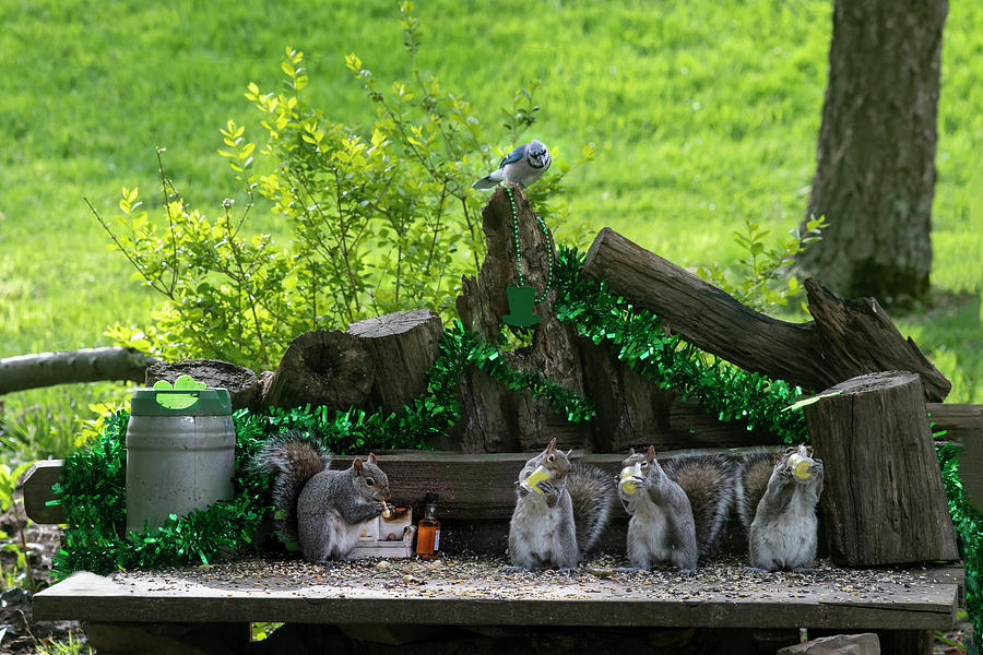 Backyard squirrels setting up St Patricks Day decorations Photograph by Dan Friend