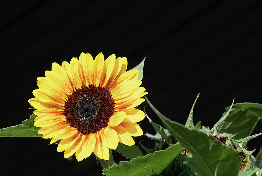 Sunflower Photograph - Backyard Sunflower by Phil And Karen Rispin