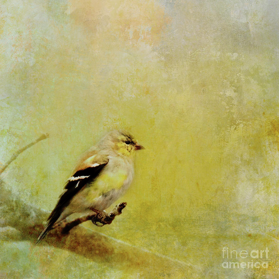 Bird Mixed Media - Backyard Yellow Art by Ed Taylor