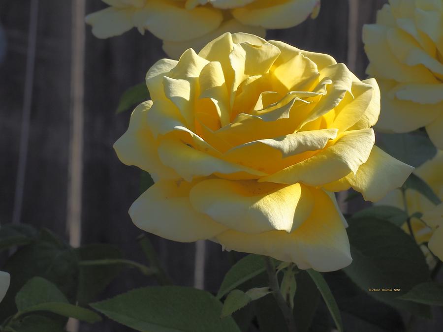Backyard Yellow Rose Photograph by Richard Thomas