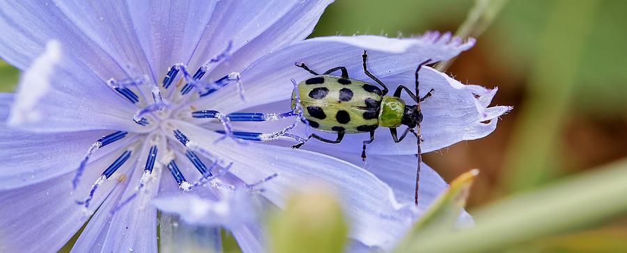 Bacterial Mule - Cucumber Beetle on Chicory, Elkhorn Slough National Estuarine Research Reserve Photograph by KJ Swan Bacterial Mule - Cucumber Beetle on Chicory, Elkhorn Slough National Estuarine Research Reserve Photograph by KJ Swan