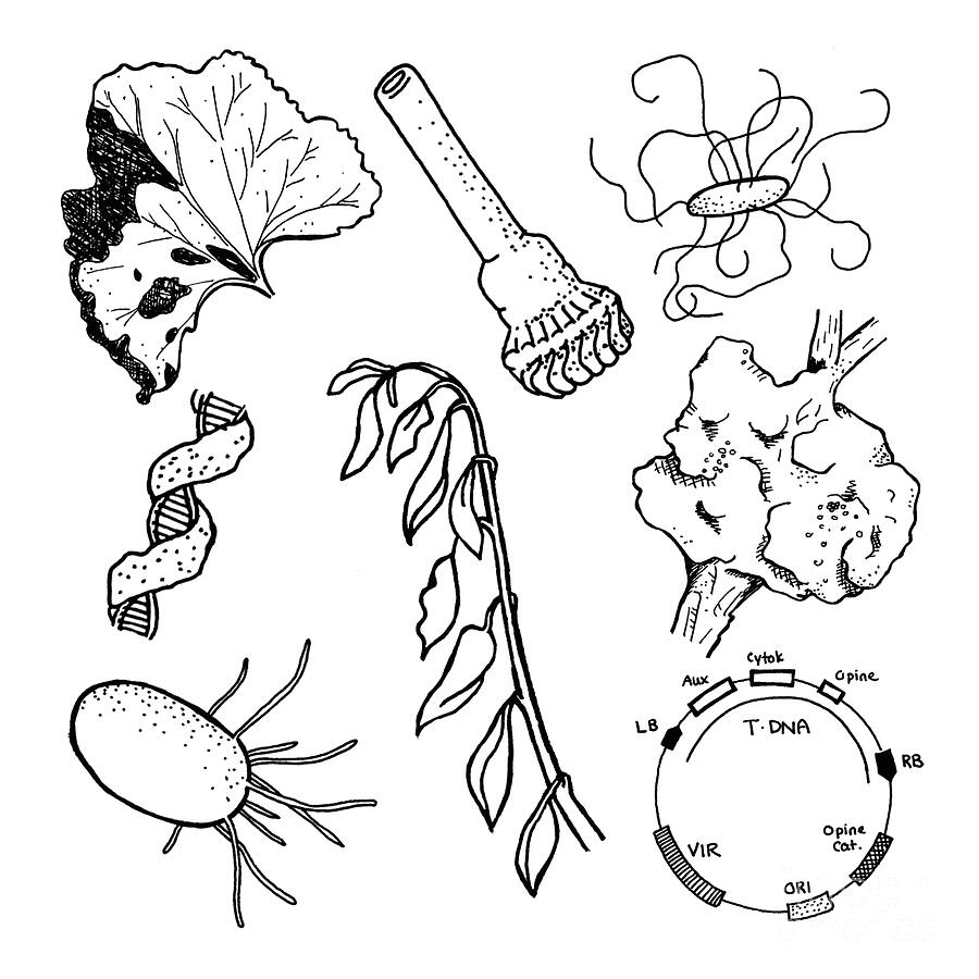 Bacterial Plant Pathogens Drawing by Larissa Osterbaan