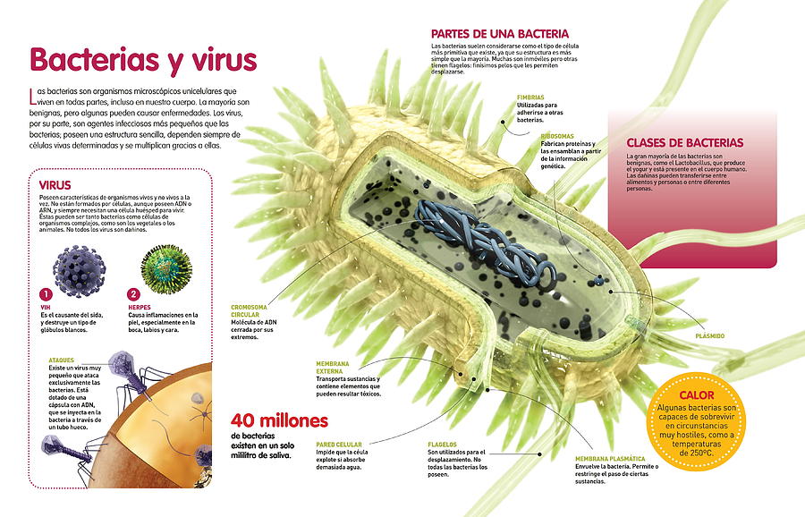 Bacterias y virus Photograph by Album